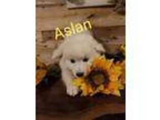 Siberian Husky Puppy for sale in Millmont, PA, USA
