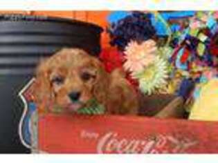 Cavapoo Puppy for sale in Pevely, MO, USA