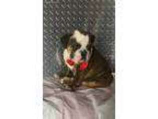 Bulldog Puppy for sale in Shrewsbury, MA, USA