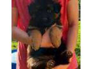 German Shepherd Dog Puppy for sale in Huntsville, AL, USA