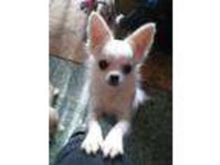 Chihuahua Puppy for sale in Sidney, MI, USA