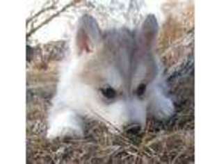 Siberian Husky Puppy for sale in Belen, NM, USA
