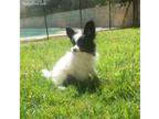 Papillon Puppy for sale in Las Vegas, NV, USA