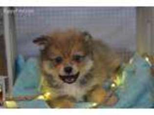 Pomeranian Puppy for sale in Clinton, MO, USA
