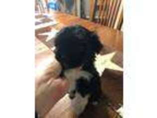 Havanese Puppy for sale in Conroe, TX, USA