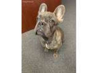 French Bulldog Puppy for sale in New Albany, OH, USA
