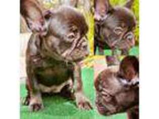 French Bulldog Puppy for sale in Apopka, FL, USA