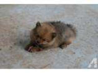 Pomeranian Puppy for sale in BETHANY, LA, USA