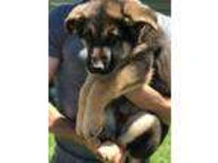 German Shepherd Dog Puppy for sale in Lyman, SC, USA