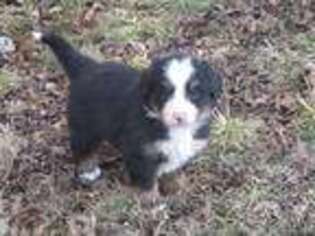 Bernese Mountain Dog Puppy for sale in Myrtle, MO, USA