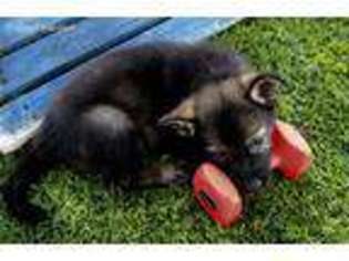 German Shepherd Dog Puppy for sale in Albany, KY, USA