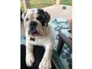Bulldog Puppy for sale in Auburn, GA, USA