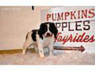 Cavapoo Puppy for sale in West Brookfield, MA, USA