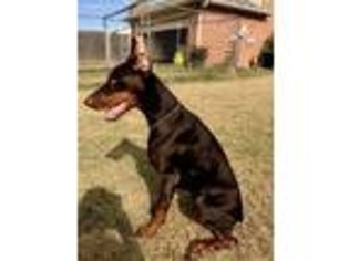 Doberman Pinscher Puppy for sale in The Colony, TX, USA