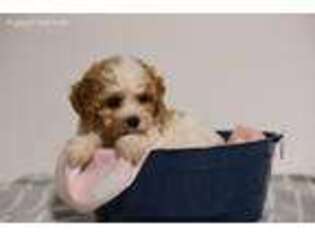 Cavachon Puppy for sale in Baltic, OH, USA