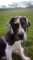 Great Dane Puppy for sale in Cameron, MO, USA