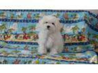 Maltese Puppy for sale in PASADENA, CA, USA