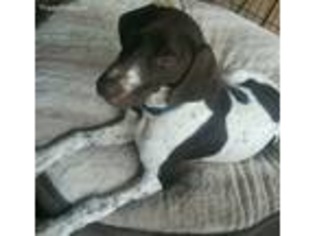 German Shorthaired Pointer Puppy for sale in Graham, WA, USA