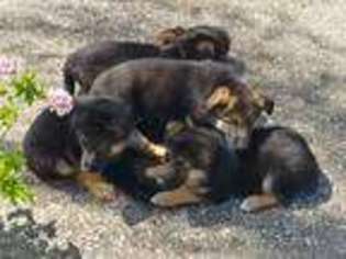 German Shepherd Dog Puppy for sale in Castro Valley, CA, USA