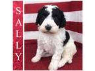 Mutt Puppy for sale in Ewing, KY, USA
