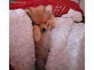Pomeranian Puppy for sale in Moultrie, GA, USA