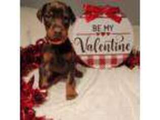 Doberman Pinscher Puppy for sale in Anderson, IN, USA