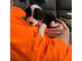 Mutt Puppy for sale in Gallipolis, OH, USA