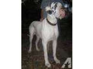Great Dane Puppy for sale in ARCADIA, FL, USA