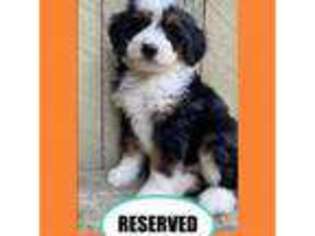 Bernese Mountain Dog Puppy for sale in Raynham, MA, USA
