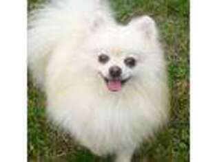 Pomeranian Puppy for sale in Lees Summit, MO, USA