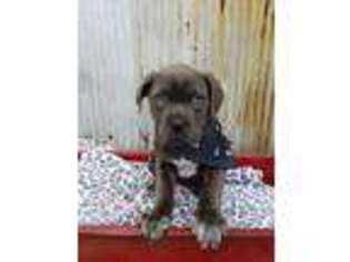 Cane Corso Puppy for sale in Lovington, IL, USA