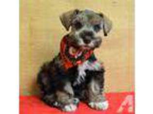 Mutt Puppy for sale in LOGANDALE, NV, USA