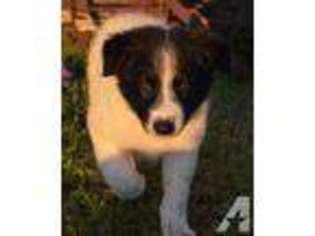 Border Collie Puppy for sale in STRAFFORD, MO, USA