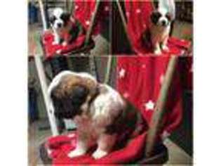 Saint Bernard Puppy for sale in Union City, OH, USA