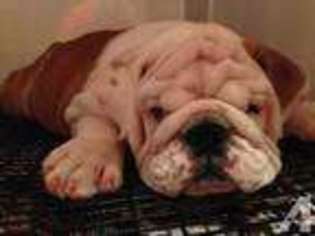Bulldog Puppy for sale in CARNATION, WA, USA