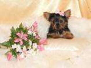 Yorkshire Terrier Puppy for sale in Houstonia, MO, USA