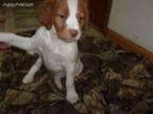 Brittany Puppy for sale in Campbellsport, WI, USA