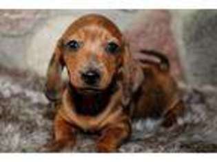 Dachshund Puppy for sale in Akeley, MN, USA