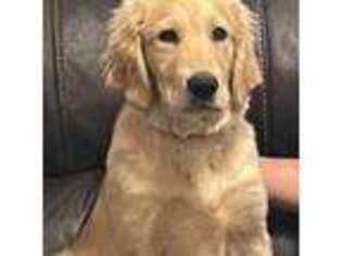 Golden Retriever Puppy for sale in West Haven, CT, USA