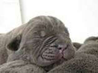 Cane Corso Puppy for sale in Murray, KY, USA