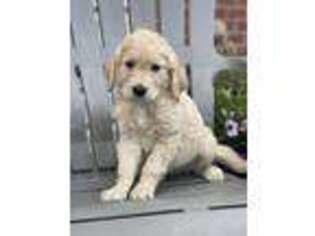 Goldendoodle Puppy for sale in Wingina, VA, USA