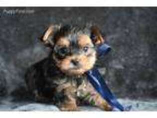 Yorkshire Terrier Puppy for sale in Meridian, ID, USA
