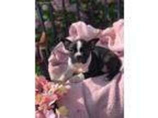 Boston Terrier Puppy for sale in Lititz, PA, USA