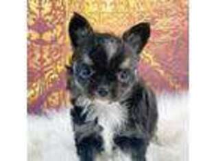 Chihuahua Puppy for sale in Rome, NY, USA