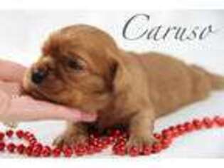 Cavalier King Charles Spaniel Puppy for sale in Yellville, AR, USA