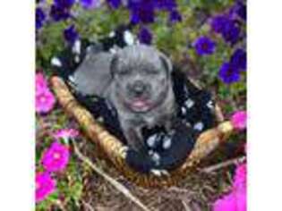 Cane Corso Puppy for sale in Arnaudville, LA, USA