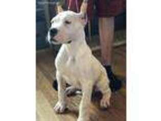 Dogo Argentino Puppy for sale in Yucaipa, CA, USA