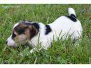Jack Russell Terrier Puppy for sale in Joplin, MO, USA