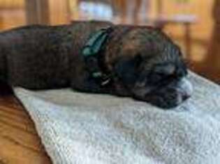 Spanish Mastiff Puppy for sale in Camden, MI, USA