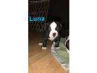 American Bulldog Puppy for sale in Bloomer, WI, USA
